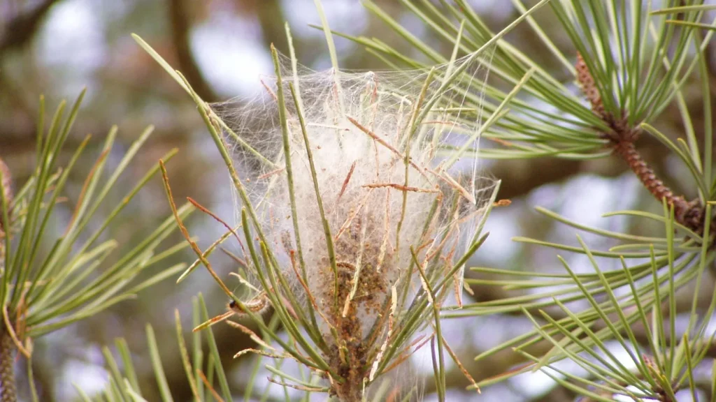 Nid de soie blanche de chenilles processionnaires accroché à une branche de pin